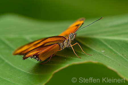 067 Julia-Falter - Dryas julia